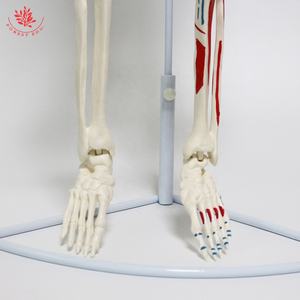 แบบจำลองกายวิภาคของมนุษย์ยืดหยุ่นสูง85ซม. แบบแขวน FRT010โครงกระดูก<span class=keywords><strong>กล้าม</strong></span><span class=keywords><strong>เนื้อ</strong></span>ครึ่งด้านฟังก์ชันการศึกษาแบบจำลองกายวิภาคศาสตร์ - Product Image 6