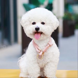 <span class=keywords><strong>Collar</strong></span> de Cuerda Personalizado para Perro <span class=keywords><strong>2026</strong></span>, Cadena con Dijes para Entrenamiento y Paseo, <span class=keywords><strong>Collar</strong></span> con Logotipo Personalizado para Cachorros - Product Image 2