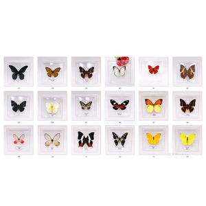 Collection de papillons réels rares et précieux <span class=keywords><strong>Papilio</strong></span> Ulysses, spécimens de papillons réels magnifiques et précieux - Product Image 6
