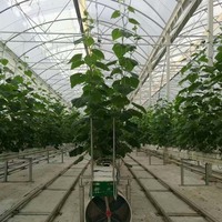 Serre en film |   Structure de cadre de serre |   Grande serre en plastique multi-voûtes pour plantes
