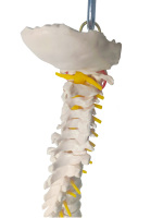 Anatomie biologique médicale enseignant des modèles de colonne vertébrale d'artère vertébrale colonne vertébrale grandeur nature avec le modèle humain flexible de bassin