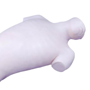 Modelo de entrenamiento de PVC de ciencia médica ADA, demostración de punción venosa central y lumbar para educación médica - Product Image 5