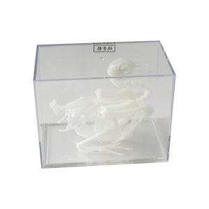 Spécimen squelettique de pigeon J43109, équipement d'expérimentation biologique pour collèges, spécimens biologiques pour collèges, matériel pédagogique - Product Image 4
