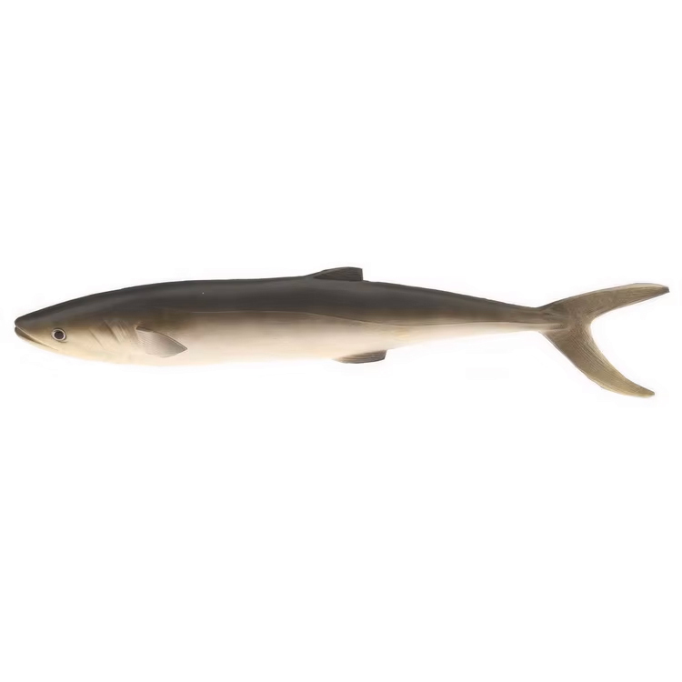 Grey Saury