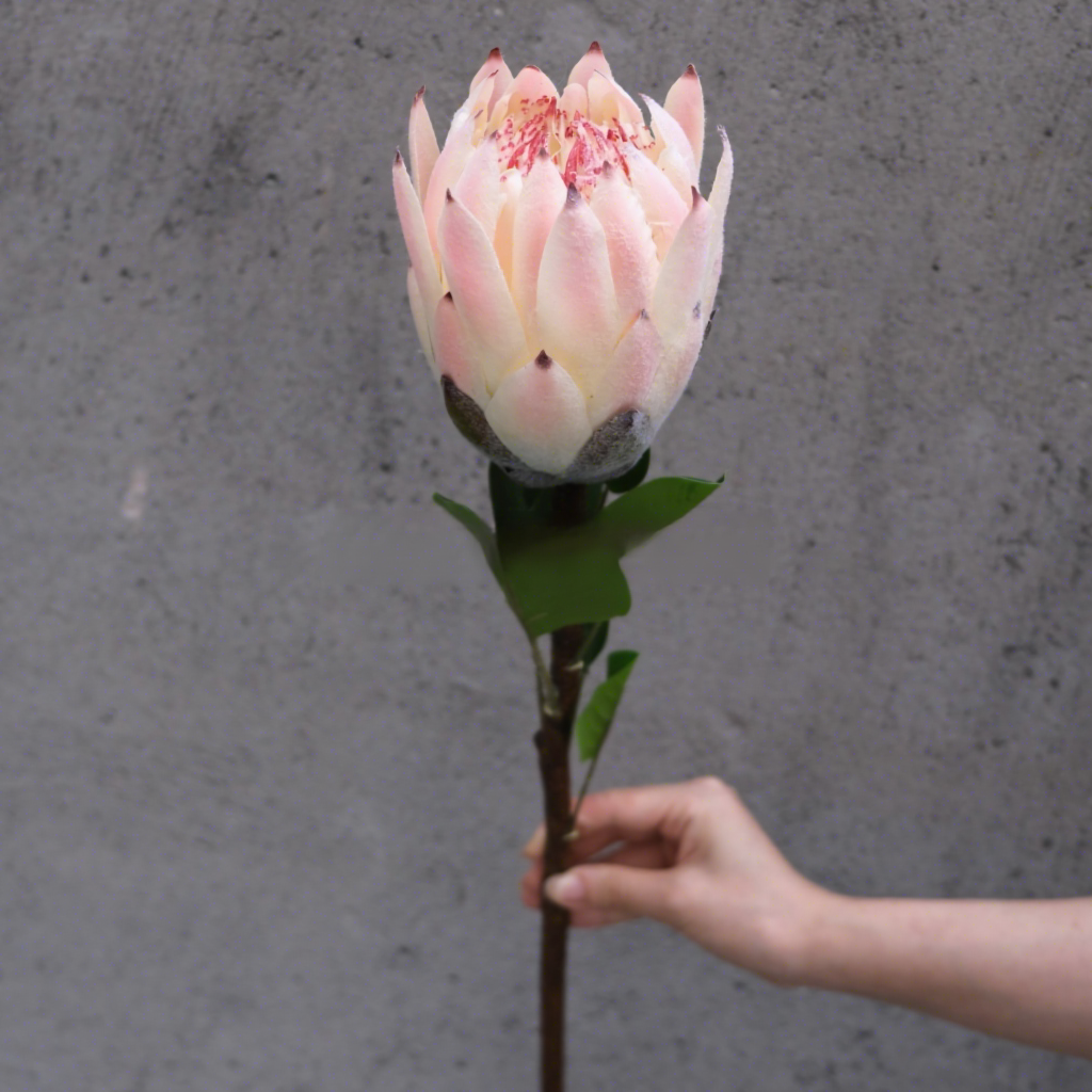 Pink imperial flower