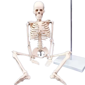 Modelo de Esqueleto Humano de 85 cm, Recurso Didáctico para la Anatomía del Cuerpo Humano - Product Image 5