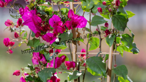 Escalera/estante/enrejado de bambú personalizado al por mayor <span class=keywords><strong>NIF</strong></span> para plantas trepadoras - Product Image 3