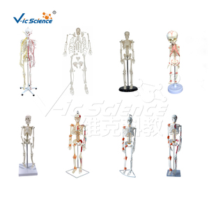 Modelo <span class=keywords><strong>de</strong></span> <span class=keywords><strong>Esqueleto</strong></span> Humano con <span class=keywords><strong>Cartílago</strong></span> Verde y Nervios Espinales, 85 cm, Precio <span class=keywords><strong>de</strong></span> <span class=keywords><strong>Esqueleto</strong></span> Humano, Modelo <span class=keywords><strong>de</strong></span> <span class=keywords><strong>Esqueleto</strong></span> Humano - Product Image 5