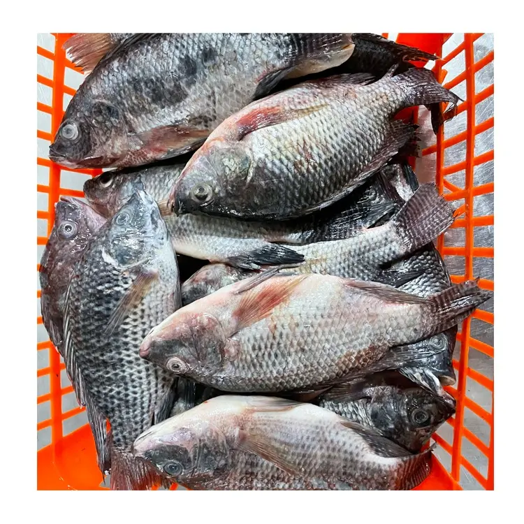 Wholesale Frozen Fish Black Tilapia Whole Round Nile Tilapia