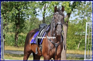 Tapis de selle de dressage anglais en tissu de velours bleu personnalisé Tailles et couleurs personnalisées disponibles - Product Image 3