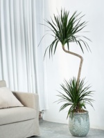 Pot de fleurs en ciment rétro style ferme avec design créatif de grand diamètre pour salon et balcon intérieurs