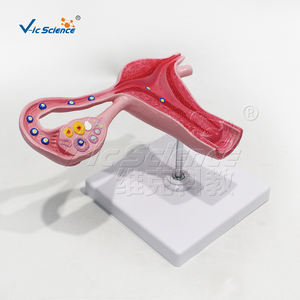 Modèle d'enseignement du processus de fécondation des œufs élargi Science médicale Anatomia Del Sistema Modèle de reproduction - Product Image 6