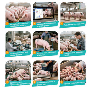 Booster de volaille pour le traitement de volaille de poulet additif alimentaire vitaminique d'engraissement pour la promotion de la croissance de la viande et de la volaille - Product Image 5