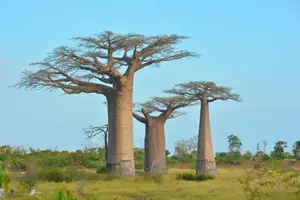 Africa Tanzania Small Baobab Flour Production Line Madagascar Cheap Baobab Flour Production Line