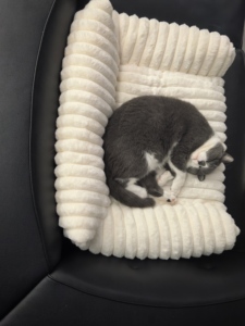 Cama ortopédica impermeable para perros grandes, sofá de espuma para huevos con lados altos y soporte para la espalda, cama antideslizante para mascotas - Product Image 5