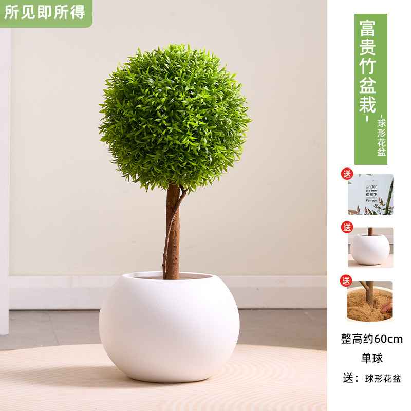 Pianta di bambù portafortuna da 60 cm in vaso + vaso a sfera