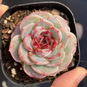 <span class=keywords><strong>Suculentas</strong></span> Echeveria 'Velvet' para Decoración del Hogar <span class=keywords><strong>y</strong></span> Absorción de Formaldehído - Product Image 3