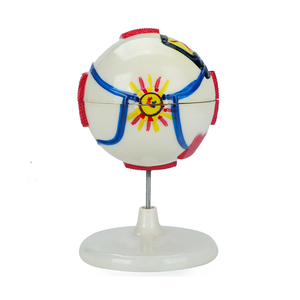 Modèle d'œil humain anatomique agrandi en PVC, avec cataracte, 3D, pour l'enseignement des sciences médicales, qualité supérieure, réaliste - Product Image 4