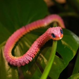 QY Vente Flash : Modèle de dragon en plastique imprimé en 3D à assembler, jouet pour collection et décoration cadeau - Product Image 4
