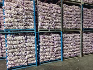 <span class=keywords><strong>Ail</strong></span> blanc frais de Chine Optimum Vegetables <span class=keywords><strong>Prix</strong></span> de gros Produit vérifié du fournisseur - Product Image 4