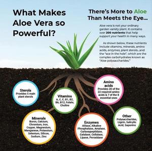 Cápsulas OEM de marca privada de <span class=keywords><strong>aloe</strong></span> <span class=keywords><strong>vera</strong></span> sin gluten, sin OGM, aptas para vegetarianos - Product Image 2