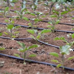 Sistema de riego por goteo para agricultura profesional de 1 hectárea Línea de tubería de goteo de plástico de 16mm para riego y riego - Product Image 6