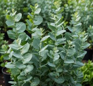Steam Distilled Eucalyptus <b>Essential</b> <b>Oil</b> Botanical Leaf Extract <b>for</b> Aromatherapy <b>Diffuser</b> Massage Hair Skin Beauty Applications - Product Image 6