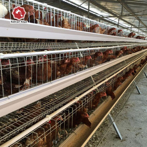 Venta Directa de Fábrica: Jaula para Gallinas Ponedoras Tipo A con Sistemas Automáticos de Alimentación y Bebederos, Capacidad para 120 Gallinas, Vida Útil de 20-25 Años - Product Image 4