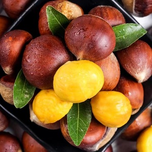 OEM Herbal Fresh High Iron Sweet <span class=keywords><strong>Chestnut</strong></span> pour faire du miel de châtaigne et de la poudre - Product Image 6