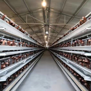 Sistema de Jaulas de Gran Escala Personalizado - Alojamiento de Pollos Tipo H Totalmente Automático para Granjas Comerciales de <span class=keywords><strong>Huevos</strong></span> - Product Image 3