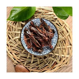 Grasshopper, Insetti Commestibili Best Seller, Mangime per Animali, Grillo Ecologico Fresco - Product Image 3