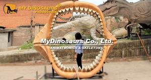 โครงกระดูกสัตว์ทะเลขนาดเท่าตัวจริงคุณภาพพิพิธภัณฑ์วี ฟอสซิลกรามเมกาโลดอน - Product Image 6