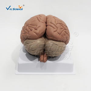 Modèle d'hémisphère cérébral grandeur nature, 4 parties détachables, centres fonctionnels sensoriels et motoriers pour laboratoire de <span class=keywords><strong>neurosciences</strong></span>, CE ISO ROHS CNAS - Product Image 2