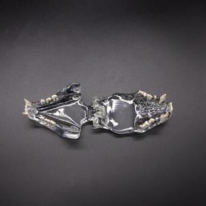 Modèles dentaires transparents pour accessoires d'équipement de thérapie orale, dents de chien, dents de chat, tête de lapin, moules éducatifs pour - Product Image 3