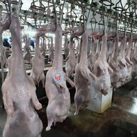 Petite échelle compacte poulet canard volaille abattoir boucherie abattage équipement de traitement machines système de ligne