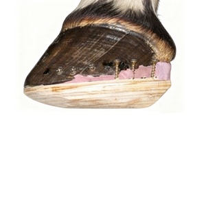 馬のホーフリペアファリエ用耐久性のある円錐ブロックワークショップ用品 - Product Image 4