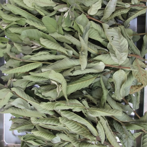 Feuille de goyave séchée pour usage à base de plantes Remède naturel pour la santé et le bien-être - Product Image 1