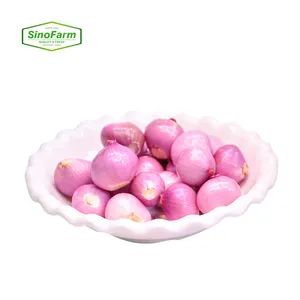 Wholesale Fresh Shallot Onion Import Export Competitive Price High Quality Chinese Factory