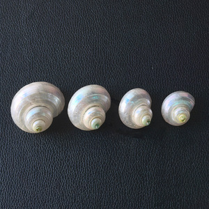 <span class=keywords><strong>Concha</strong></span> Natural pulida para decoración de paisaje de Acuario, <span class=keywords><strong>caracol</strong></span> verde pequeño, cangrejo ermitaño, decoración del hogar - Product Image 6