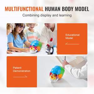 Modelo de Cráneo Humano de PVC Pintado a Tamaño Real, 22 Partes, Recurso de Enseñanza de Anatomía y Ciencias Médicas, Venta al Por Mayor DB - Product Image 6