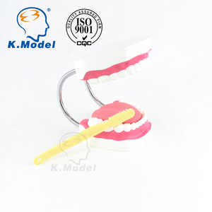 Modello di dente cura dentale modello 28 denti con spazzolino dimostrazione di pulizia orale e assistenza sanitaria assistenza orale medica - Product Image 2