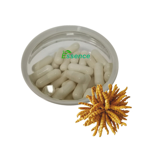 Natürlicher tibetischer Cordy ceps Sinensis P.E. 30% 50% Polysaccharide Cordy ceps Sinensis Kapsel Cordy ceps Sinensis Extrakt pulver - Product Image 3