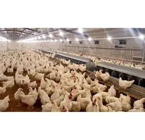System in Poultry Flooring Farm Auto Laying Nesting Box with Automatic Egg Collection Conveyor