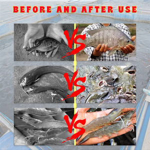 Alimento de crecimiento de peces, alimento de crecimiento de tilapias para bagre, alimento concentrado para aumento de peso - Product Image 2