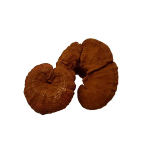 Champignons Reishi Ganoderma Lucidum de qualité supérieure séchés en vrac - Product Image 5