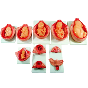 ADA y tế giảng dạy quá trình phát triển cho thai nhi và mô hình hướng dẫn tránh thai cho việc dạy và học giải phẫu - Product Image 2