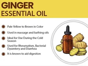 Minyak akar jahe minyak esensial alami murni untuk pertumbuhan rambut mengurangi otot harga grosir penjualan pabrik - Product Image 2