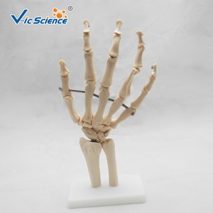 Giải Phẫu Cơ Thể <span class=keywords><strong>3D</strong></span> khoa học y tế Kích thước cuộc sống khớp tay xương xương người mô hình Khớp xương người mô hình xương giải phẫu với bàn tay con người thật - Product Image 5