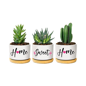 Soporte Grande para Plantas de Interior, Bandeja de Bambú, Mini <span class=keywords><strong>Maceta</strong></span> Suculenta de Cerámica, Bonita PARA EL Hogar, Jardín, Calienta tu Espacio Esta <span class=keywords><strong>Navidad</strong></span> - Product Image 4