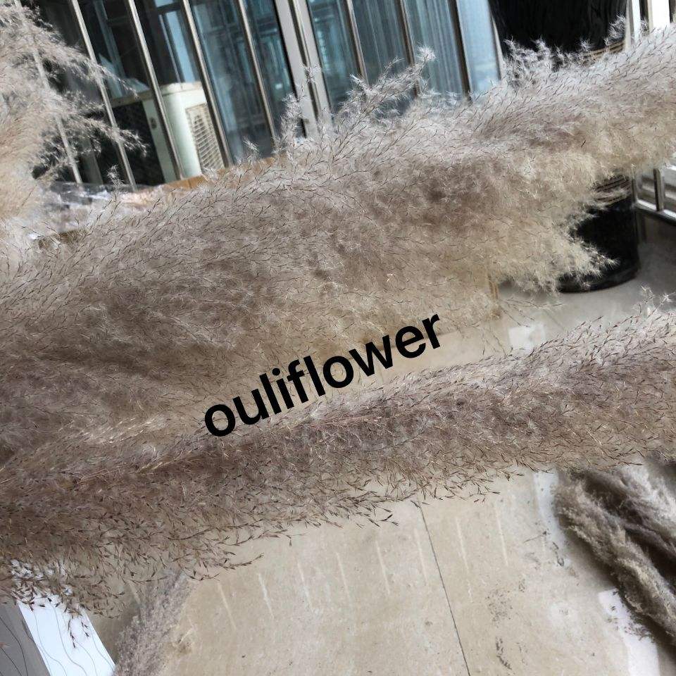 Primaire (810-100cm)